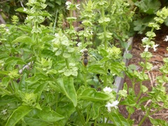 Megachile perihirta