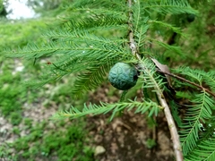 Taxodium distichum