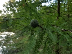 Taxodium distichum