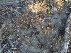 Garcinia xanthochymus