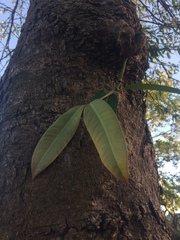 Garcinia xanthochymus