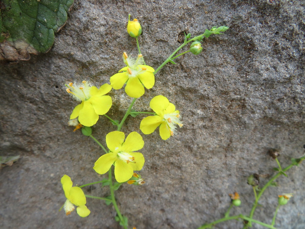 Verbascum agrimoniifolium