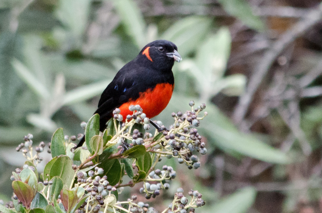 Typical Mountain-Tanagers