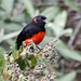 Typical Mountain-Tanagers - Photo (c) Frank Fogarty, some rights reserved (CC BY-NC)