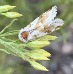 Schinia unimacula