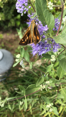 Atalopedes campestris