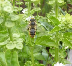 Megachile perihirta