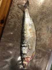 Coregonus artedi