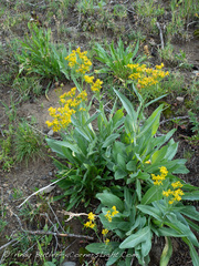 Senecio atratus