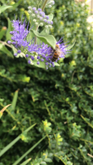Apis mellifera