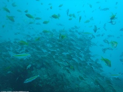 Pterocaesio chrysozona