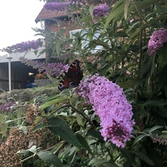 Aglais io