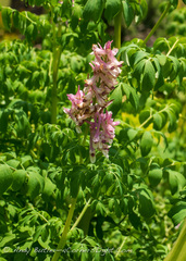 Corydalis caseana