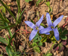 Gentianopsis barbellata