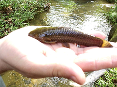 Callichthyinae