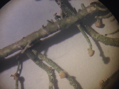 Biatoropsis usnearum image