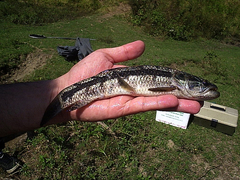 Common Wolffish