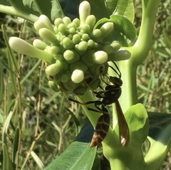 Polistes bequaertellus