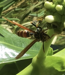 Polistes bequaertellus