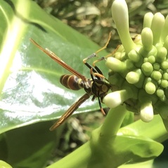 Polistes bequaertellus