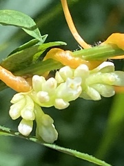 Cuscuta cephalanthi
