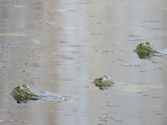 Pelophylax perezi