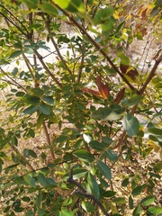 Brachystegia spiciformis