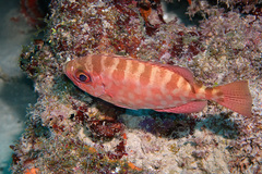 Heteropriacanthus cruentatus