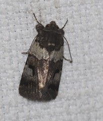 Thoracolopha flexirena