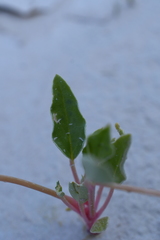 Tripterocalyx micranthus