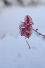 Tripterocalyx micranthus