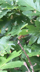 Sympetrum semicinctum