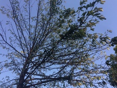 Garcinia xanthochymus