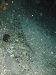 Papilloculiceps longiceps