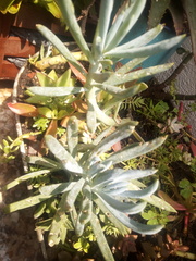 Curio talinoides mandraliscae