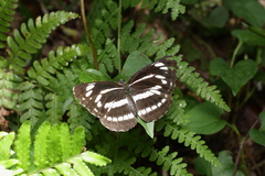 Neptis philyra