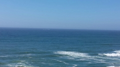 Phocoena phocoena