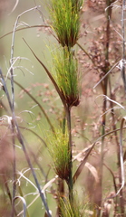 Cladium mariscus jamaicense