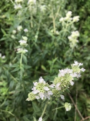 Chamaecytisus prolifer