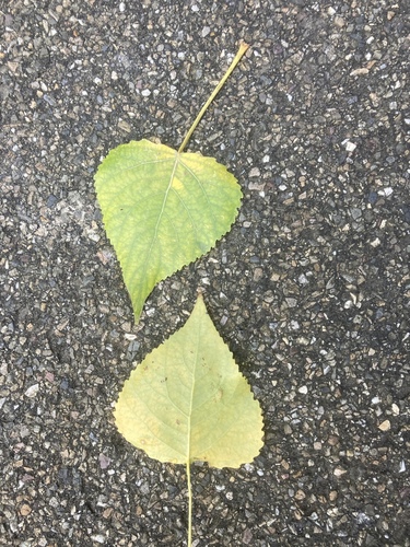 Hybrid Black-poplar