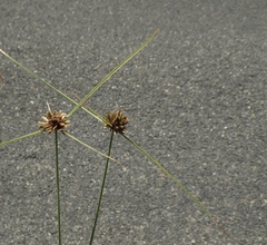 Cyperus niger