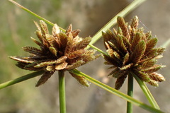 Cyperus niger