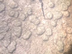 Pertusaria macounii image