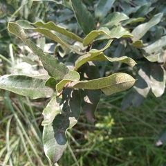 Quercus deserticola