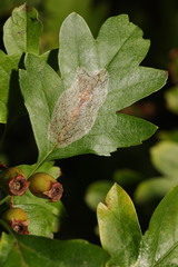 Phyllonorycter corylifoliella