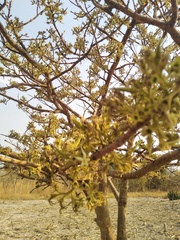 Vangueriopsis lanciflora