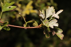 Podosphaera clandestina