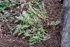 Pedicularis semibarbata
