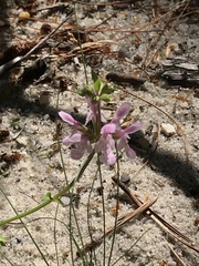 Stachys hyssopifolia