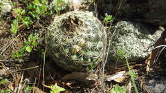 Coryphantha compacta